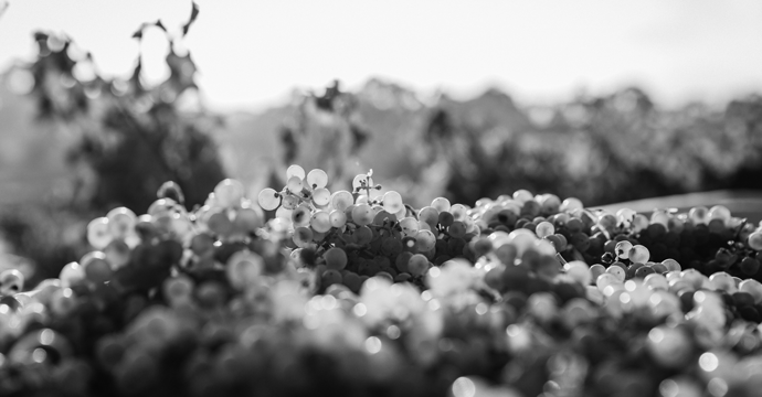 madigyumolcsle.unas.hu